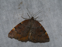 Epirranthis diversata