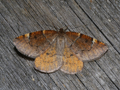 Epirranthis diversata