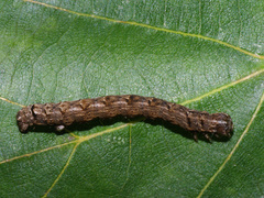 Epirranthis diversata