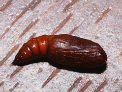 Epirranthis diversata