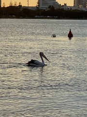 Pelecanus conspicillatus