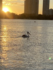 Pelecanus conspicillatus