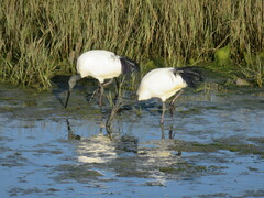 Threskiornis aethiopicus