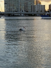 Pelecanus conspicillatus