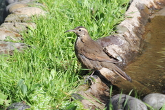 Upucerthia saturatior