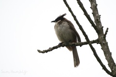 Pycnonotus jocosus pattani
