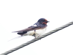 Hirundo rustica