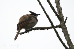 Pycnonotus jocosus pattani
