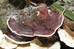 Earliella