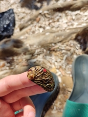 Haliotis tuberculata