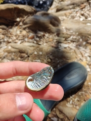 Haliotis tuberculata