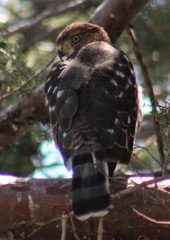 Accipiter cooperii