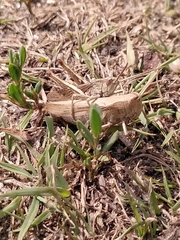 Chorthippus dorsatus