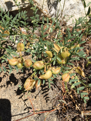 Astragalus bolanderi