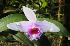 Sobralia decora