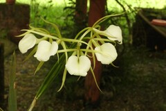 Brassavola