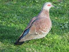 Columba guinea phaeonota