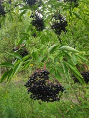 Sambucus nigra