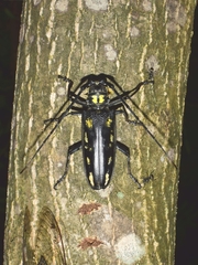 Batocera lineolata