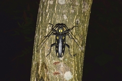Batocera lineolata