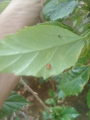 Cryptognatha auriculata