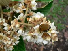 Hologymnetis cinerea