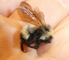 Bombus citrinus