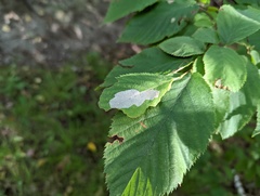 Phyllonorycter tritaenianella