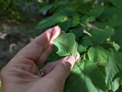Phyllonorycter tritaenianella