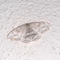 Coelurotricha curvilinea