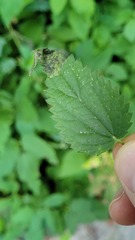 Agromyza pseudoreptans