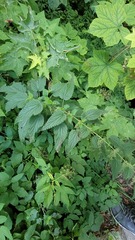 Agromyza pseudoreptans