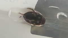 Platambus maculatus