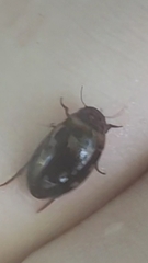Platambus maculatus