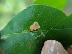 Coptodisca splendoriferella