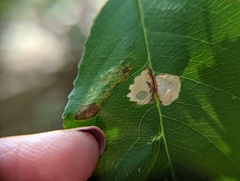 Coptodisca splendoriferella