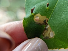 Coptodisca splendoriferella