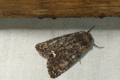 Melanchra pulverulenta