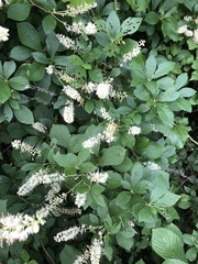 Clethra