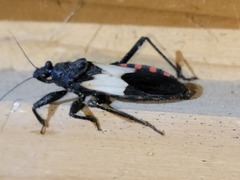 Microtomus luctuosus