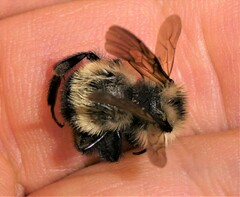 Bombus citrinus