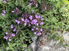 Thymus mongolicus