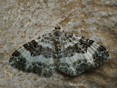 Epirrhoe rivata