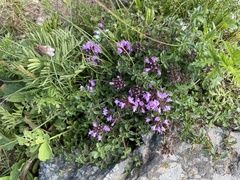 Thymus mongolicus