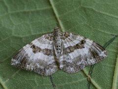 Epirrhoe rivata