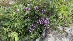Thymus mongolicus