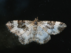 Epirrhoe rivata