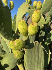 Opuntia