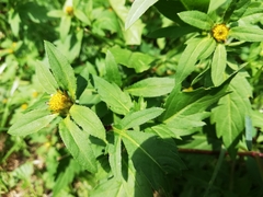 Bidens radiata