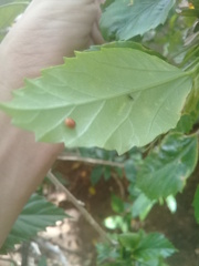 Cryptognatha auriculata